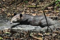 Uma anta se delicia em poça de lama na floresta do Parque Nacional Corcovado, na Península de Osa, no sul da Costa Rica